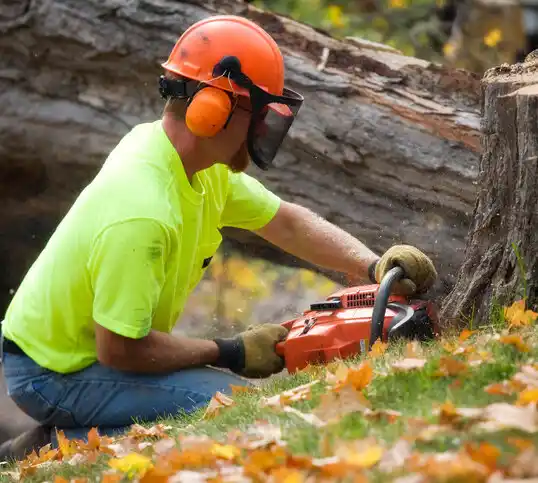 tree services Montrose-Ghent